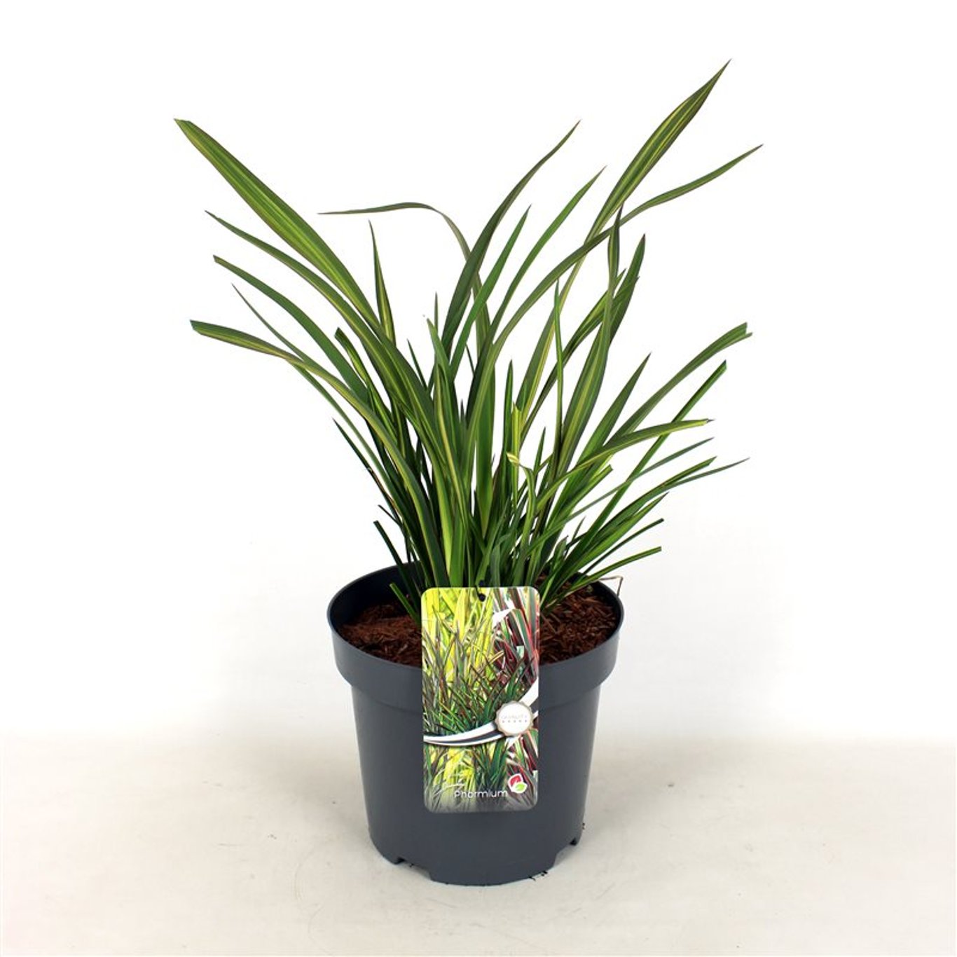 Phormium 'Apricot Queen' - C7.5 40-60 CM